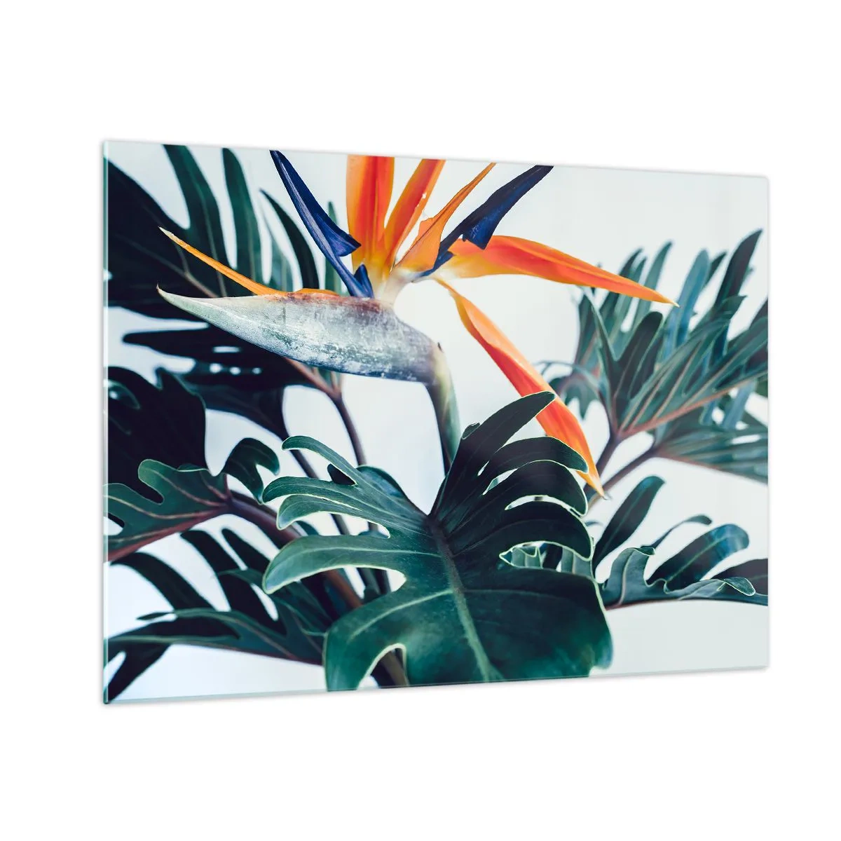 Cuadro sobre vidrio - Impresiones sobre Vidrio - Planta exótica con flor de ave del paraíso. - 70x50cm - La jaula del pájaro colorido - Decoración de pared moderna para salón y dormitorio ARTTOR