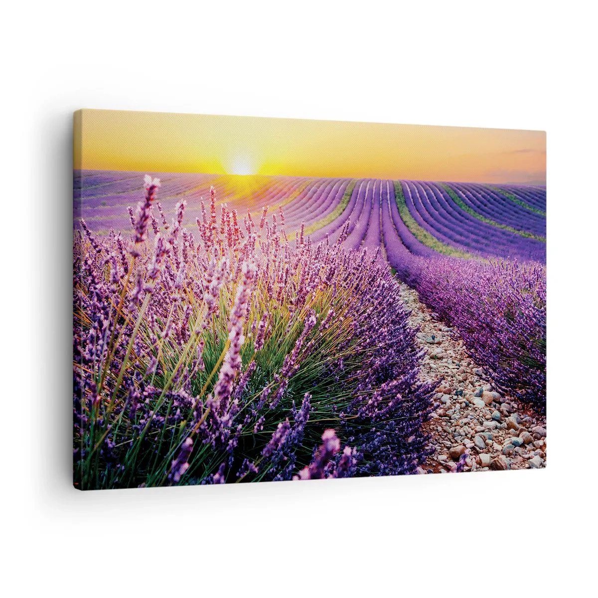 Cuadro sobre lienzo - Impresión de Imagen - Campo de lavanda al atardecer - 70x50cm - Pradera fragante - Decoración de pared moderna para salón y dormitorio ARTTOR