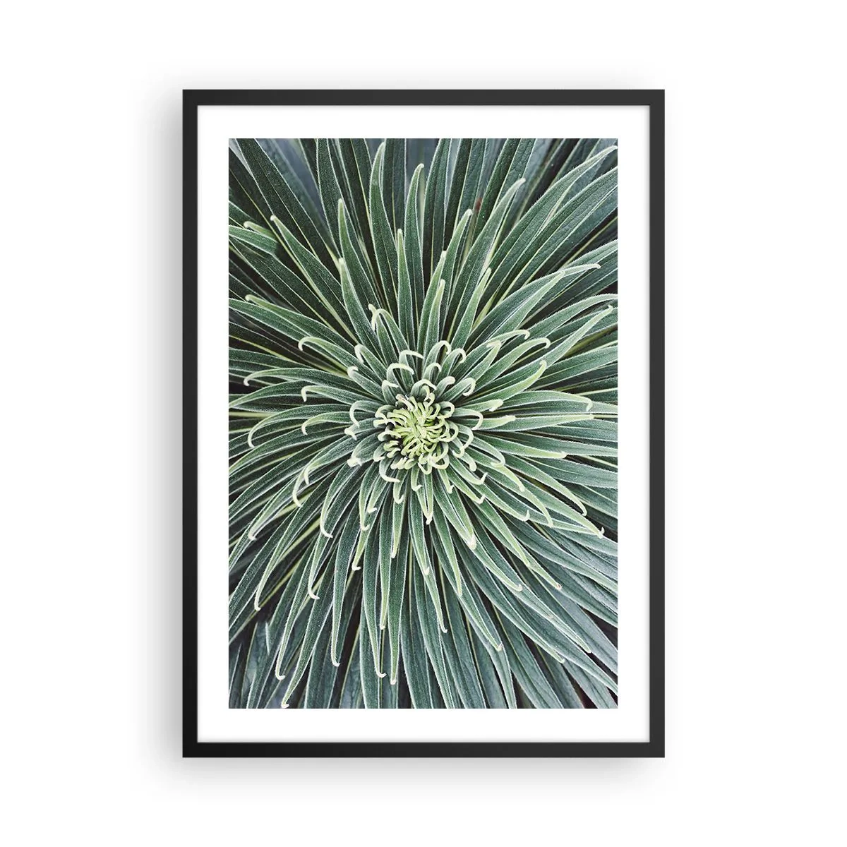 Póster en marco negro - Un primer plano de una planta verde con hojas simétricas. - 50x70cm - El nacimiento de una estrella - Decoración de pared moderna para salón y dormitorio ARTTOR