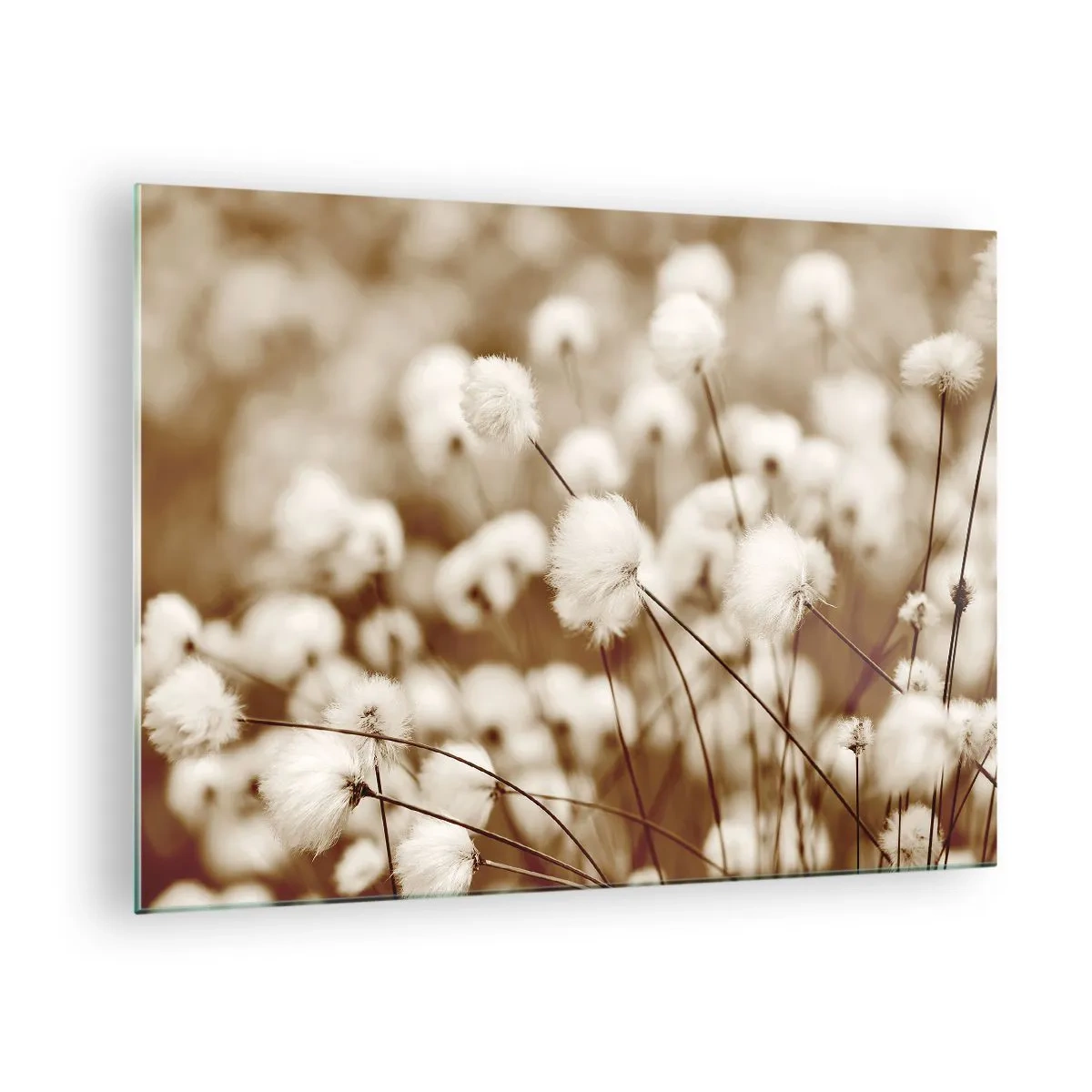 Cuadro sobre vidrio - Impresiones sobre Vidrio - Un campo de hierba esponjosa en tonos sepia. - 70x50cm - Un mullido colchón - Decoración de pared moderna para salón y dormitorio ARTTOR