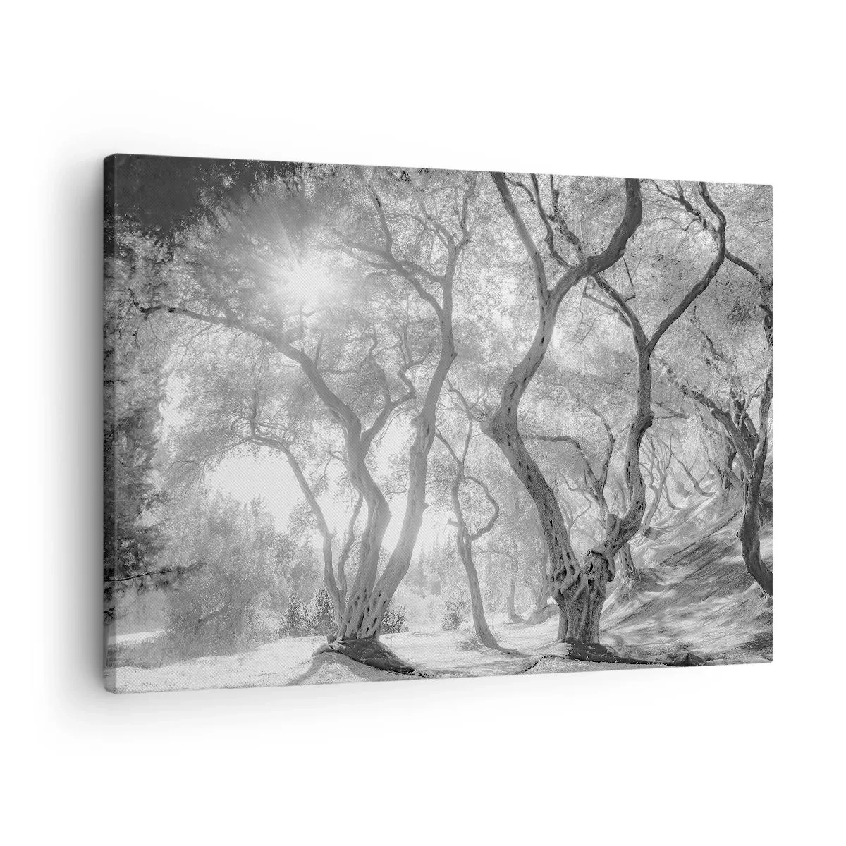 Cuadro sobre lienzo - Impresión de Imagen - Vista en blanco y negro de árboles en un olivar con rayos de sol. - 70x50cm - En un olivar - Decoración de pared moderna para salón y dormitorio ARTTOR