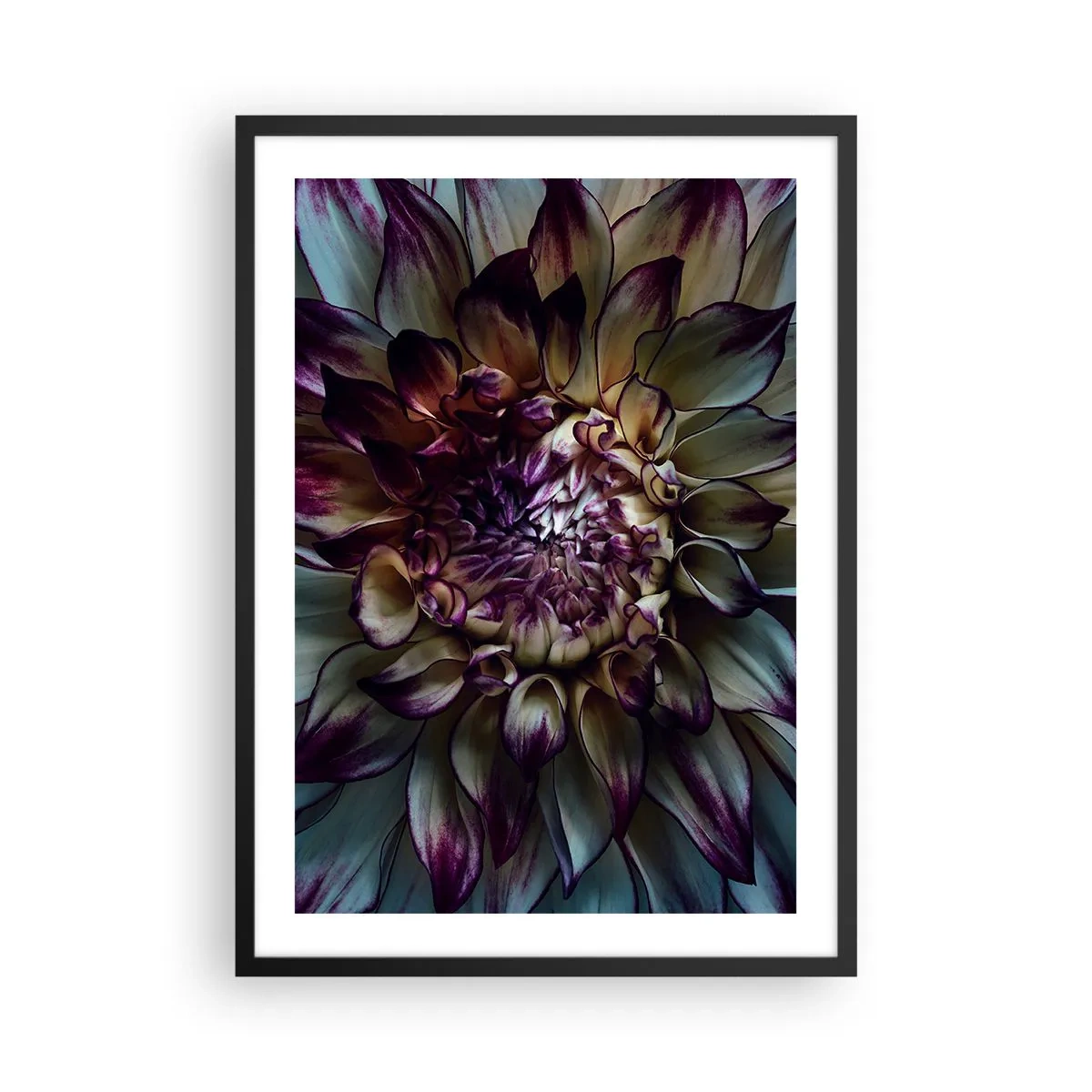 Póster en marco negro - Fotografía macro de dalias oscuras en tonos morados y dorados. - 50x70cm - El florecimiento de la hermosura - Decoración de pared moderna para salón y dormitorio ARTTOR