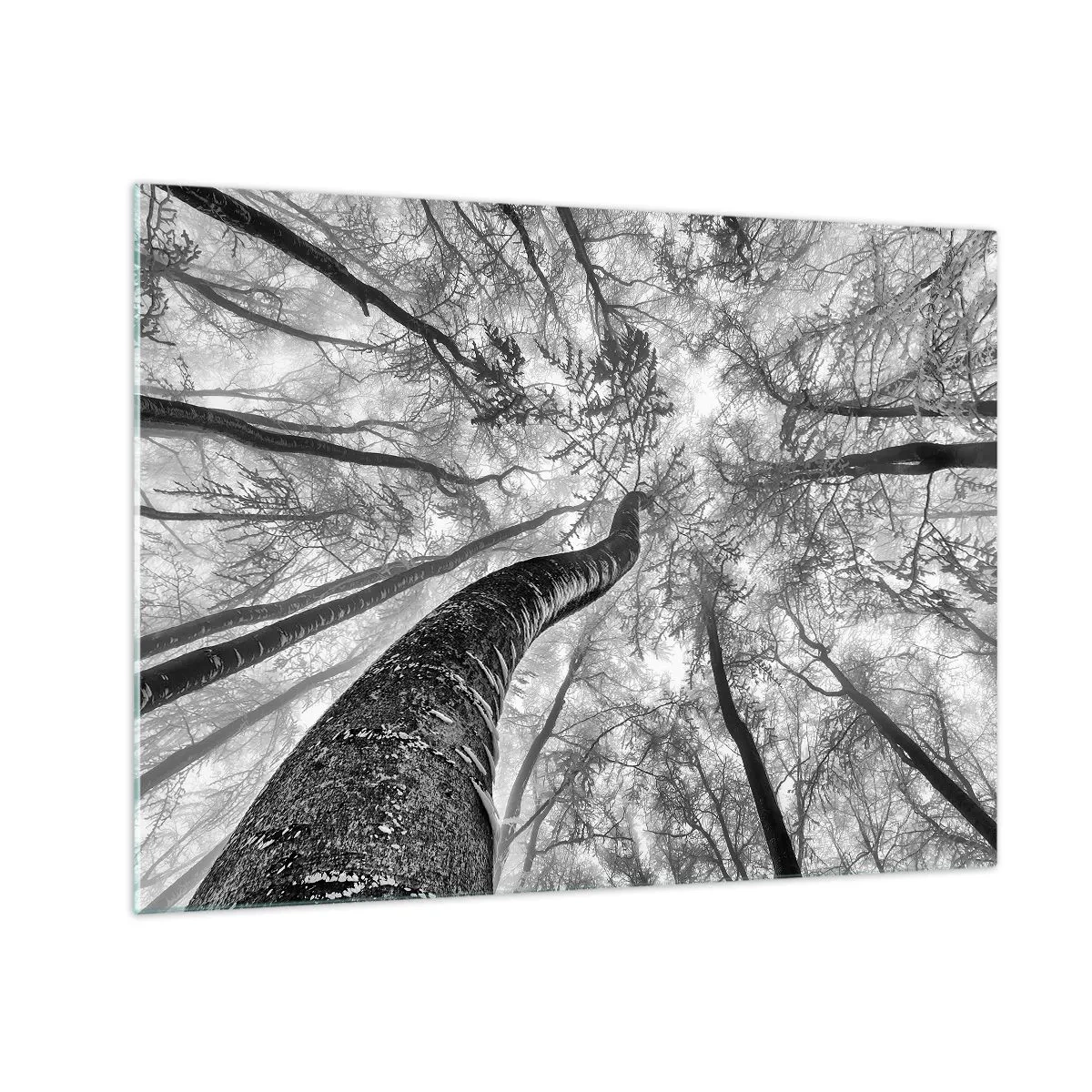 Cuadro sobre vidrio - Impresiones sobre Vidrio - Árboles en blanco y negro fotografiados desde abajo hacia el cielo. - 70x50cm - Carrera hacia la luz - Decoración de pared moderna para salón y dormitorio ARTTOR