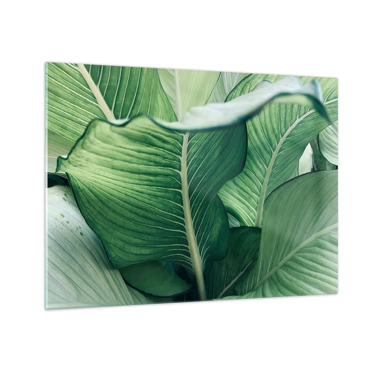 Cuadro sobre vidrio - Impresiones sobre Vidrio - Hojas verdes exuberantes en primer plano y con luz natural. - 70x50cm - Vida intensamente verde - Decoración de pared moderna para salón y dormitorio ARTTOR