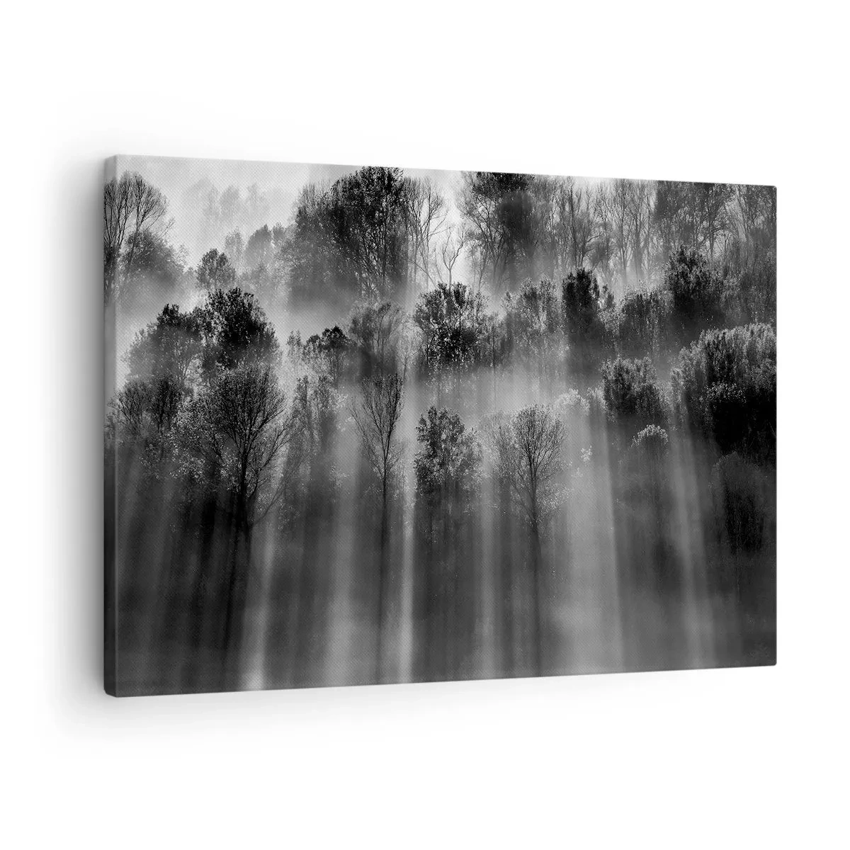 Cuadro sobre lienzo - Impresión de Imagen - Bosque blanco y negro a la luz de la mañana. - 70x50cm - En los flujos de luz - Decoración de pared moderna para salón y dormitorio ARTTOR