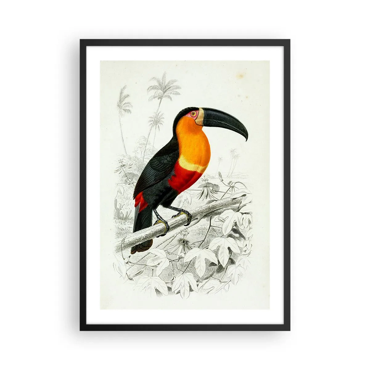 Póster en marco negro - Retrato de loro - 50x70cm - Colores de ave - Decoración de pared moderna para salón y dormitorio ARTTOR