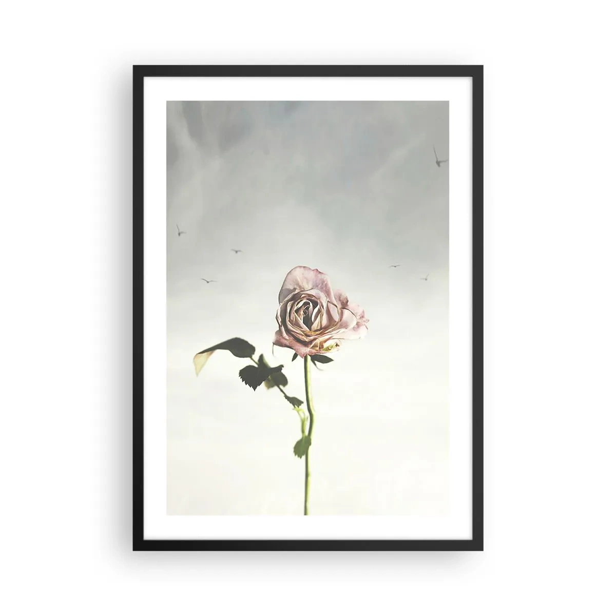 Póster en marco negro - Una rosa sutil contra un cielo delicado. - 50x70cm - Bienvenida a la primavera - Decoración de pared moderna para salón y dormitorio ARTTOR