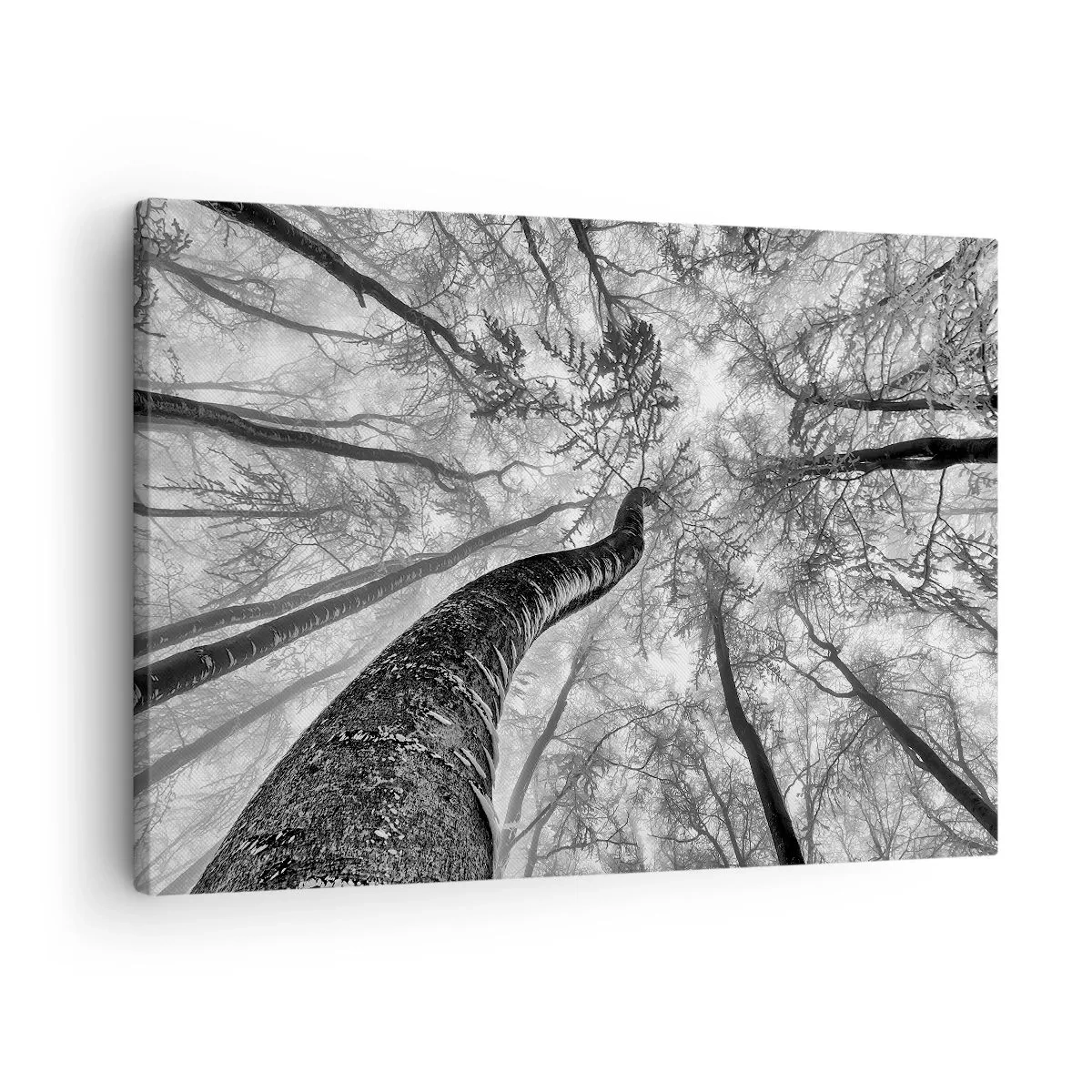 Cuadro sobre lienzo - Impresión de Imagen - Perspectiva de árboles en un bosque vistos desde abajo en tonos de gris. - 70x50cm - Carrera hacia la luz - Decoración de pared moderna para salón y dormitorio ARTTOR