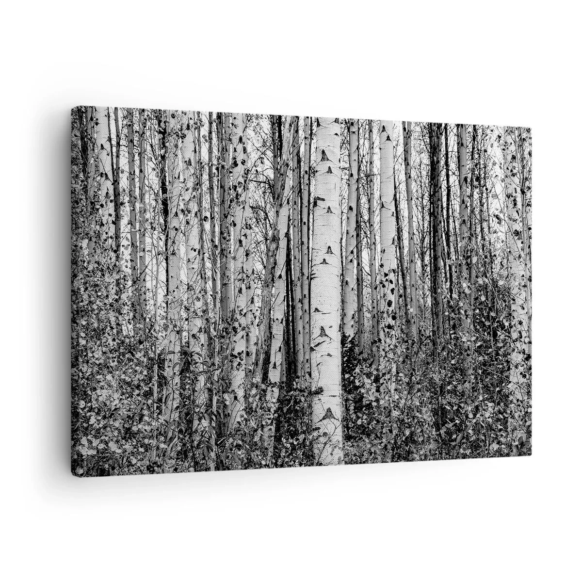 Cuadro sobre lienzo - Impresión de Imagen - Abedules blancos y negros en el bosque - 70x50cm - Columnas de abedules - Decoración de pared moderna para salón y dormitorio ARTTOR